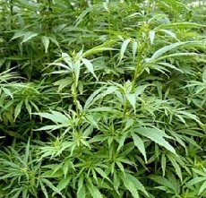 Museo del Hachis y la Marihuana